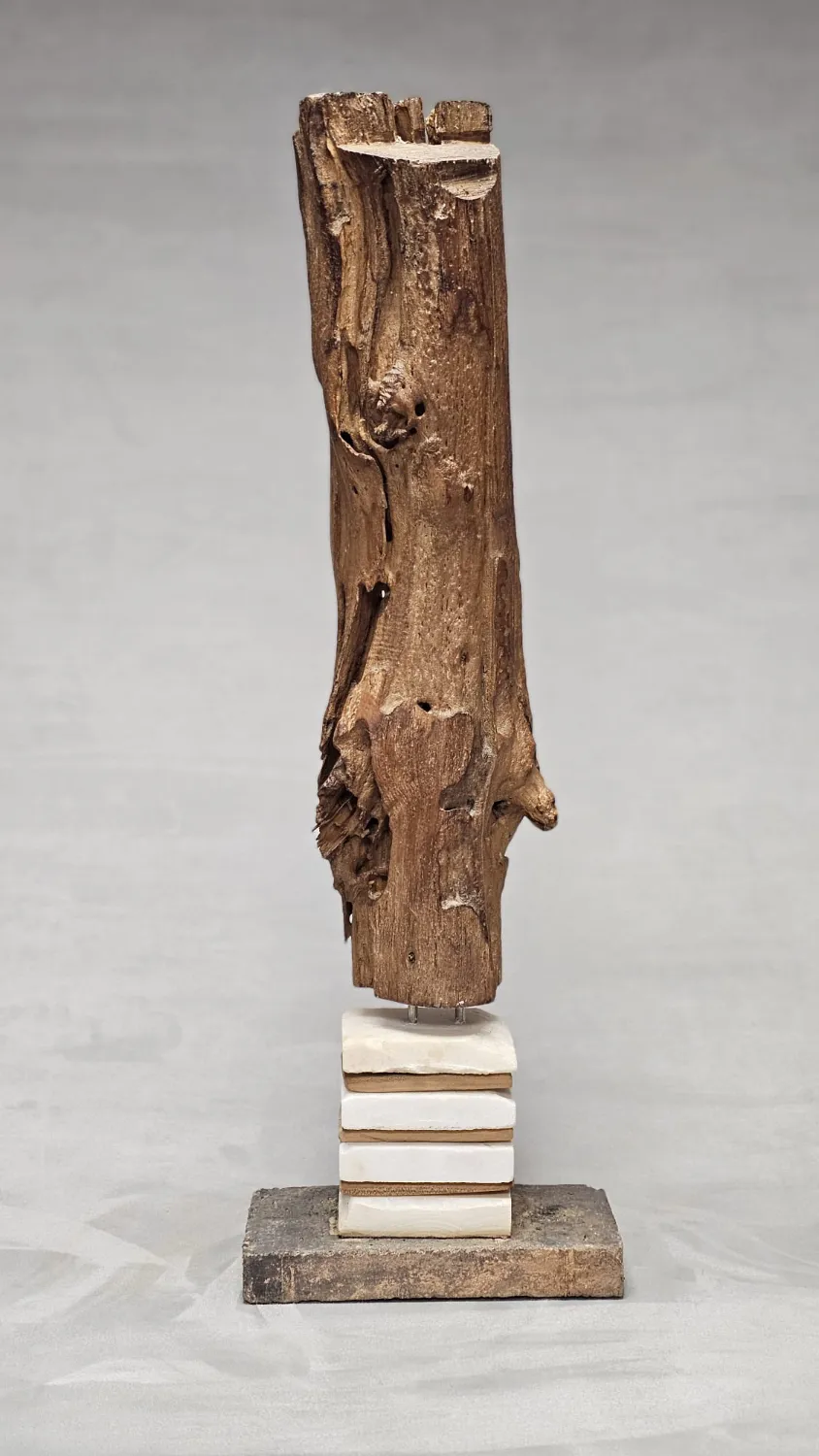 Branche de sureau rongée par les insectes